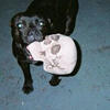 dog omens